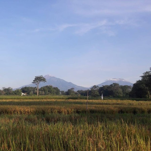 Persawahan di Semarang (koleksi Pribadi)