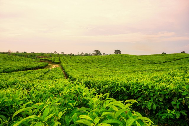 Rekomendasi Tempat Wisata di Siantar, https://unsplash.com/@amirhamzahl