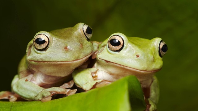 Ilustrasi kodok Foto: LuckyKeeper/Shutterstock