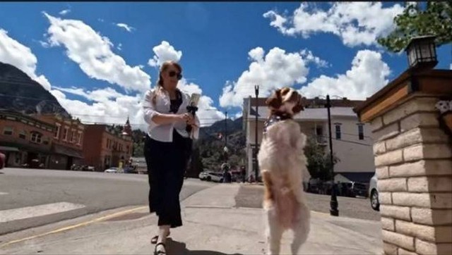 Dexter, seekor anjing bisa berjalan bak manusia. (Foto: YouTube/@CBS Evening News)