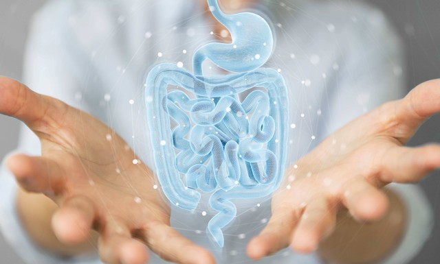 Ilustrasi sistem pencernaan. Foto: sdecoret/Shutterstock