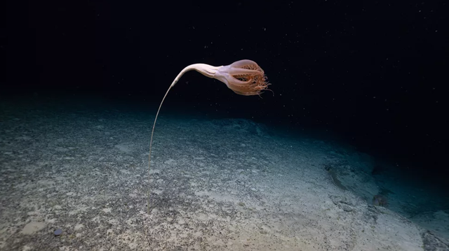 Hewan laut aneh dengan tentakel menyeramkan ditemukan di kedalam Samudra Pasifik.  Foto: YouTube/EVNautilus