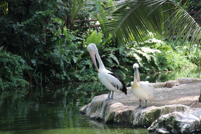 Kebun Binatang di Bali, Foto: Unsplash/Sanaea Sanjana 