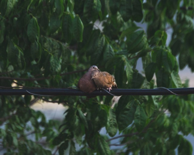 Ilustrasi burung perkutut. Foto: Unsplash