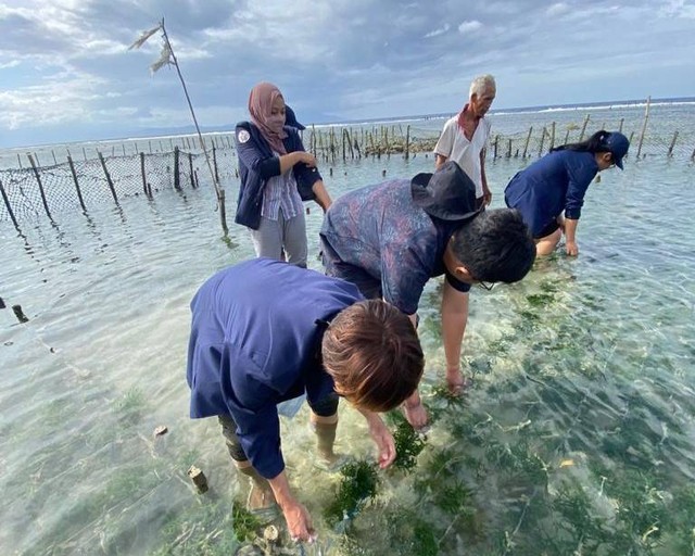 Sabtu (25/06/22) "Mahasiswa KKN-T IPB melakukan penanaman rumput laut di desa Batununggul" (sumber: dokumen pribadi)
