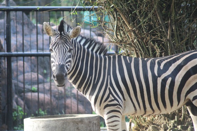 6 Kebun Binatang Di Sumatera Yang Menarik Untuk Dikunjungi