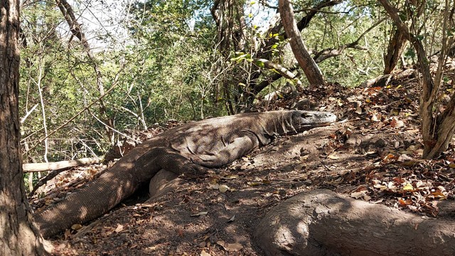 Komodo yang ada di Taman Nasional Komodo . Foto: Gitario Vista Inasis/kumparan