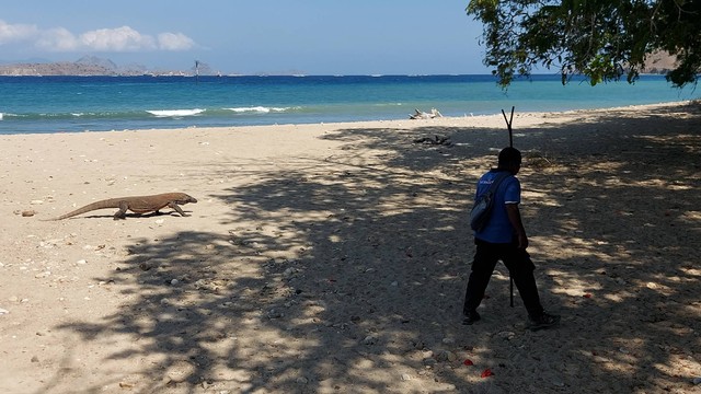 Naturalis guide atau pemandu di Taman Nasional Komodo yang sedang berjalan berdampingan dengan komodo, Kamis (28/7/2022). Foto: Gitario Vista Inasis/kumparan