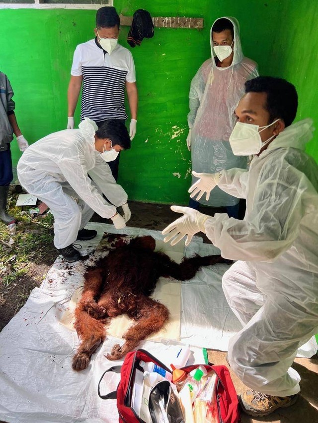 Seekor Orangutan Sumatera (Pongo abelii) ditemukan mati di kawasan Taman Nasional Gunung Leuser, Kabupaten Gayo Lues, Aceh.  Foto: Dok. Istimewa