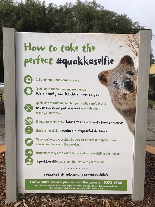 Tips selfie dengan Quokka. Foto: Adhie Ichsan/kumparan
