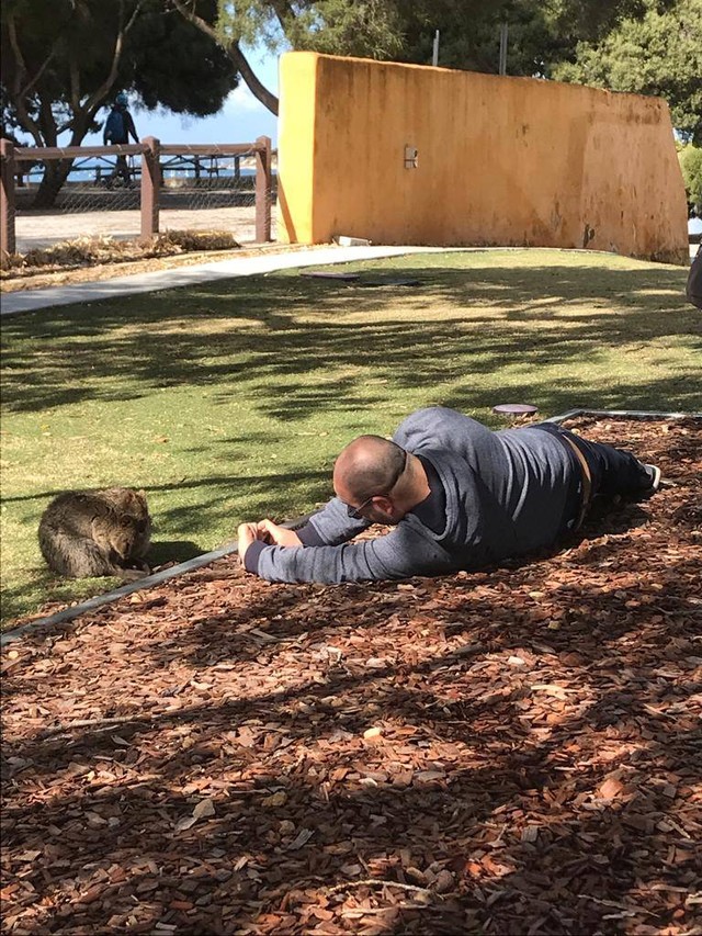 Turis berusaha dapat foto Quokka terbaik. foto: Adhie Ichsan
