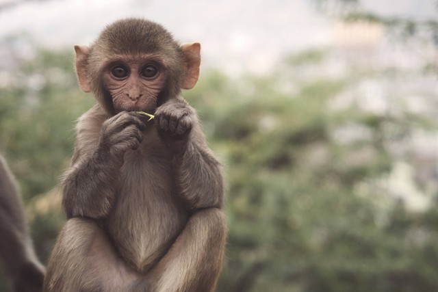 Ilustrasi monyet. Foto: Unsplash