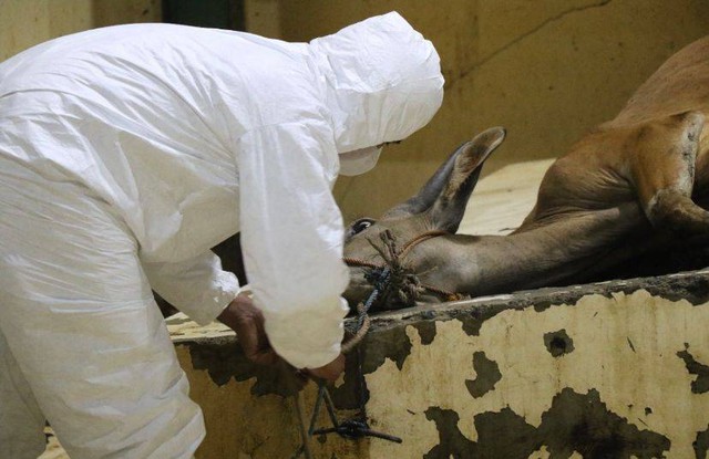 Kementan berencana memberikan bantuan kepada pemilik hewan ternak yang terdampak penyakit mulut dan kuku. Foto: Dok Hi!Pontianak