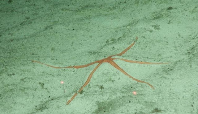 Bintang laut 'pemalas' Zoroaster yang belum teridentifikasi ini adalah salah satu spesies yang mungkin baru bagi ilmu pengetahuan. Foto: Dok. Ekspedisi DeepCCZ, Yayasan Gordon & Betty Moore & NOAA
