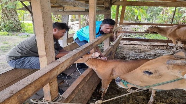 Pemberian vaksinasi PMK sapi ternak di Kuantan Singingi (ROBI SUSANTO/SE