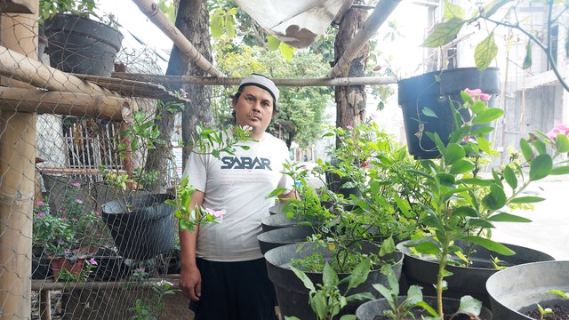 Ali Suwarsono di kebun cabai samping rumahnya yang terletak di Kelurahan Mojosongo, Kecamatan Jebres, Solo. FOTO: Fernando Fitusia