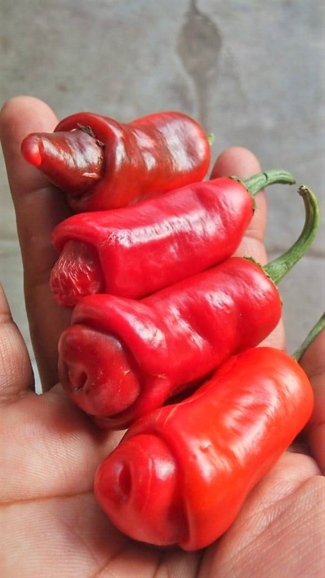 Cabai hias impor yang dibudidayakan Ali Suwarsono, Red Peter Pepper