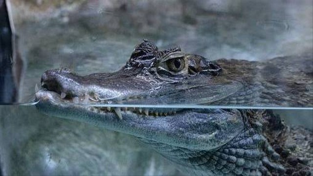 Ilustrasi buaya saat berada di dalam air. Foto: Pixabay