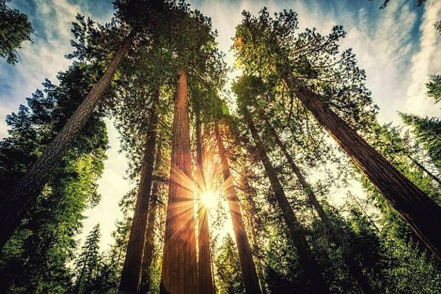 Rute dari Malioboro ke Hutan Pinus Mangunan, Foto: Unsplash.