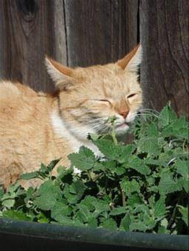 Ilustrasi catnip. Foto: pixabay