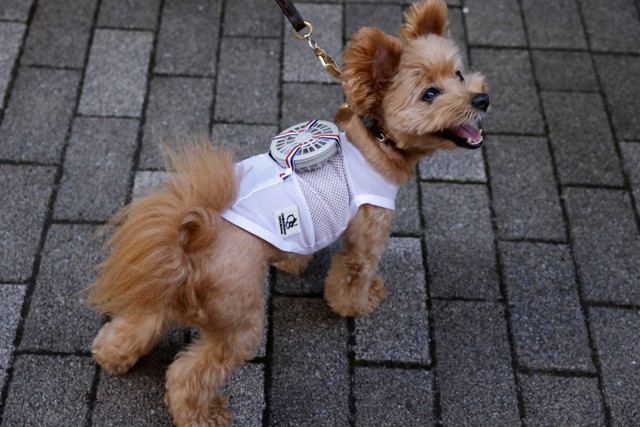 Seekor anjing peliharaan mengenakan pakaian kipas bertenaga baterai untuk hewan peliharaan di Tokyo, Jepang. Foto: Issei Kato/REUTERS