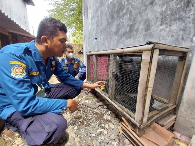 Damkar Kabupaten cirebon Jawa Barat mengamankan seekor Lutung yang kabur masuk ke rumah warga dan sembunyi di atas AC.(Juan)