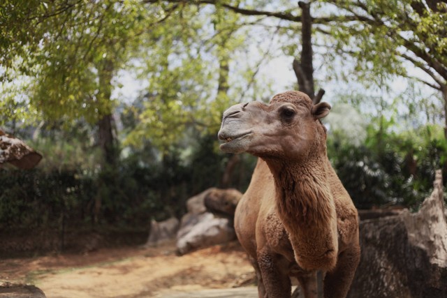 Pilihan Aktivitas di Taman Safari Puncak, Foto: Unsplash/Abby Lim