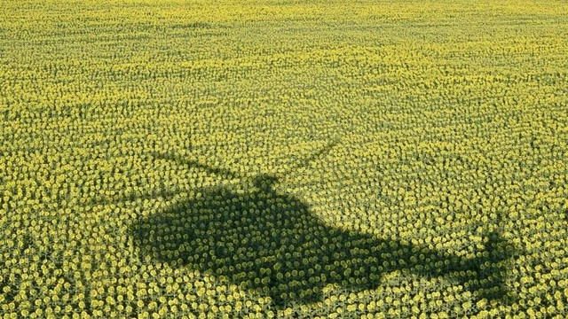 Ukraina dan Rusia adalah eksportir biji bunga matahari terbesar di dunia pada tahun 2021
