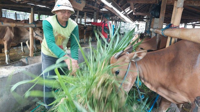 Peternak sapi di Klungkung, Bali - IST