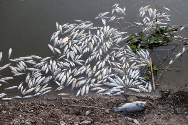 Ikan di sungai Orontes (Assi) yang mati mengapung di Hama, Suriah, Rabu (3/8/2022). Foto: Omar Haj Kadour/AFP