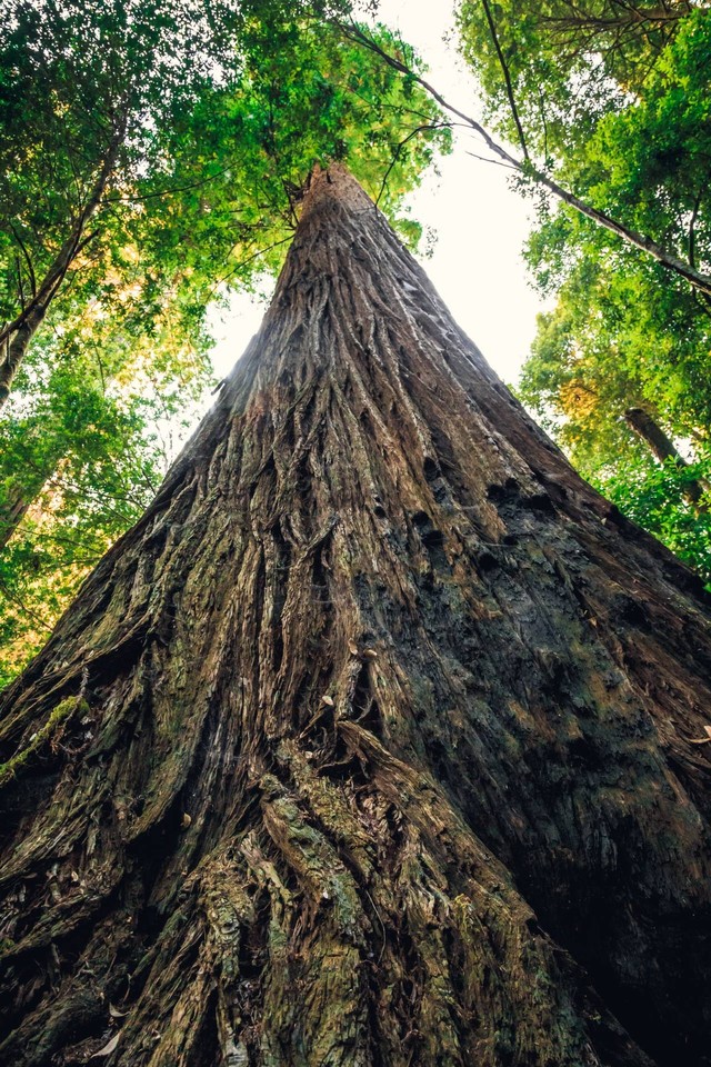 Hyperion, pohon tertinggi di dunia. Foto: Stephen Moehle/Shutterstock