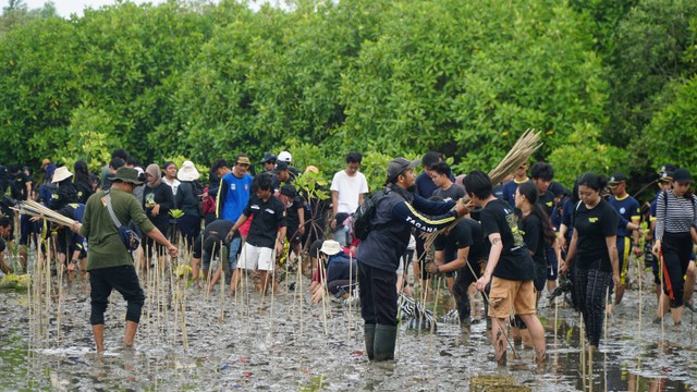 HIMITEKA IPB University Gelar Konservasi Mangrove dan Survei Lapang di Desa Karangjaladri, Pangandaran