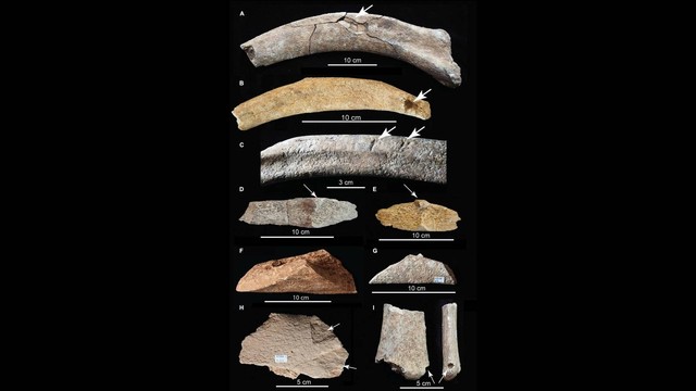 Tulang mamut yang ditemukan memiliki jejak kerusakan artifisial. Foto: Timothy Rowe/University of Texas