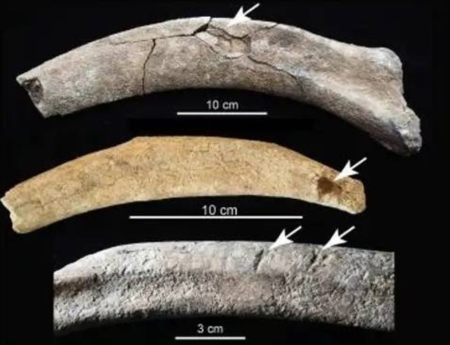 Ilmuwan temukan situs sembelih mamut oleh manusia purba berusia lebih dari 30.000 tahun di Amerika. Foto: Timothy Rowe/University of Texas