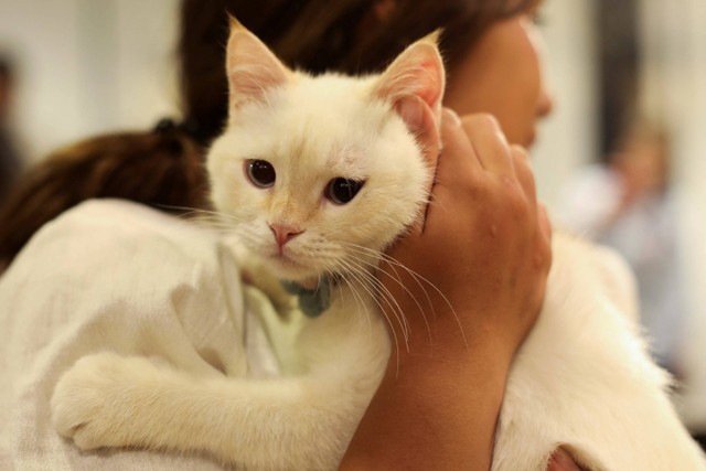 Seorang wanita memegang kucing di Cat Jungle, tempat orang berinteraksi dengan kucing di Amman, Yordania. Foto: Alaa Al Sukhni/REUTERS