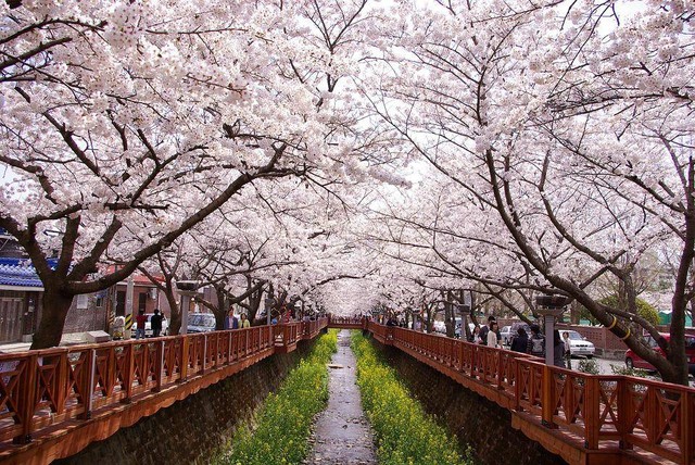 Tempat Wisata di Korea Selatan saat Musim Semi, Foto/Pixabay/tenshawoodi