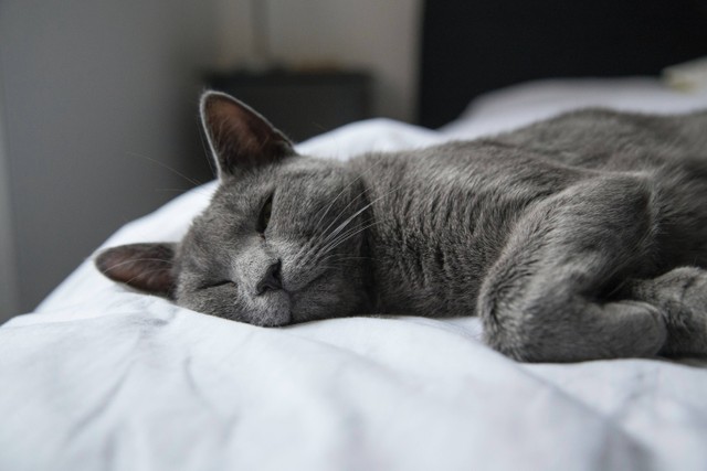 Ilustrasi kucing tidur. Foto: Unsplash