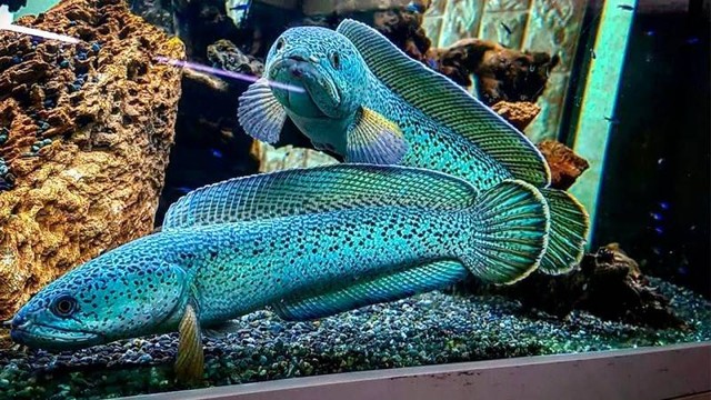 Jenis-jenis ikan Channa termahal. Foto: Tokopedia