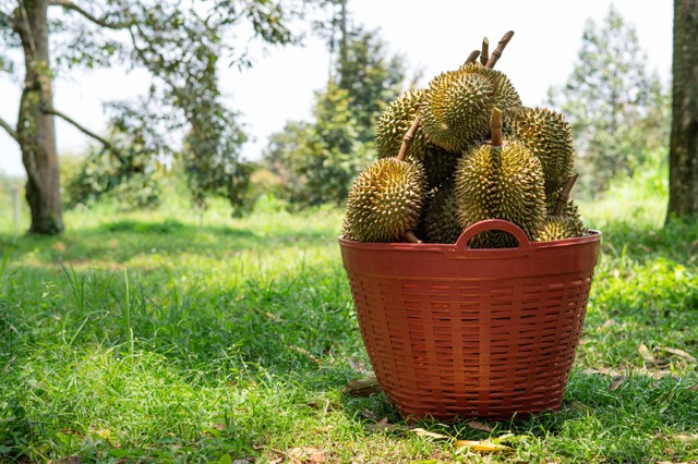 Ilustrasi buah durian. Foto: Mai amorn/Shutterstock