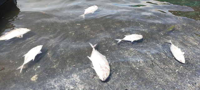 Bangkai ikan bubara yang terapung di pantai Desa Gorua, Tobelo Utara, Halut. Foto: Agus/cermat