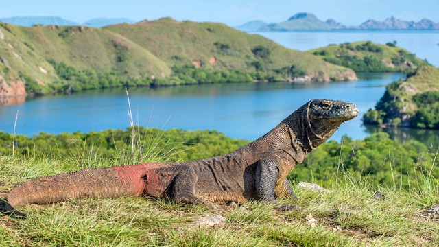 Ilustrasi komodo. Foto: Sergey Uryadnikov/Shutterstock