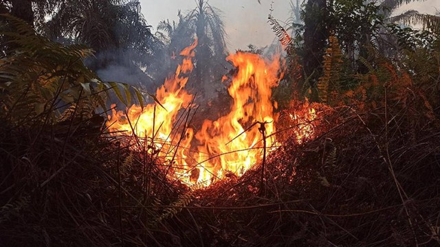Kebakaran Hutan dan Lahan (Karhutla) terjadi di Jalan Bupati, Kecamatan Tambang, Dusun II Desa Tanjung Kudu, RT 3/RW 1 Kabupaten Kampar, Jumat, 1 Maret 2022 (DEFRI CANDRA/SELASAR RIAU)