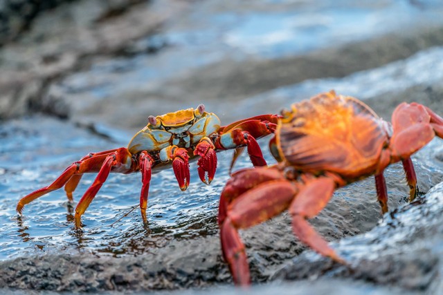 kepala kepiting adanya dimana