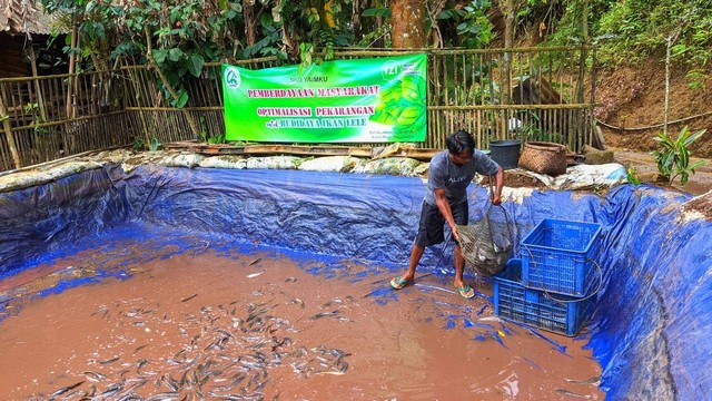 Panen Lele 270 Kg Kolaborasi YAIMKU – IZI Yogyakarta