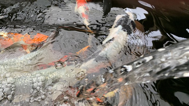 6 Rekomendasi Restoran yang Ada Kolam Ikan di Jakarta, Foto: Unsplash/Muhammad Thoha Ma'ruf