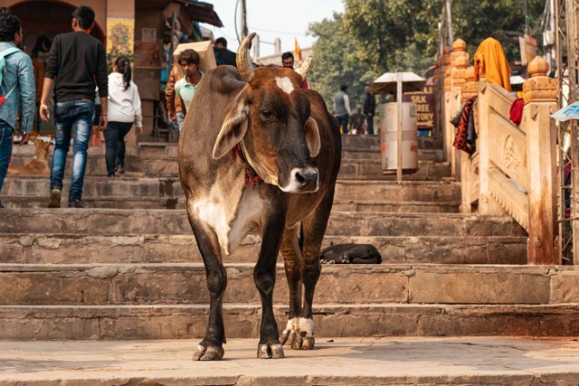 Ilustrasi sapi di India. Foto: STEKLO/Shutterstock