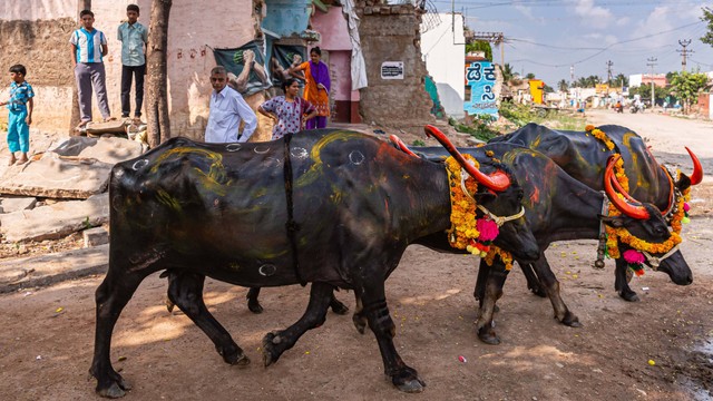 Ilustrasi sapi di India. Foto: Claudine Van Massenhove/Shutterstock