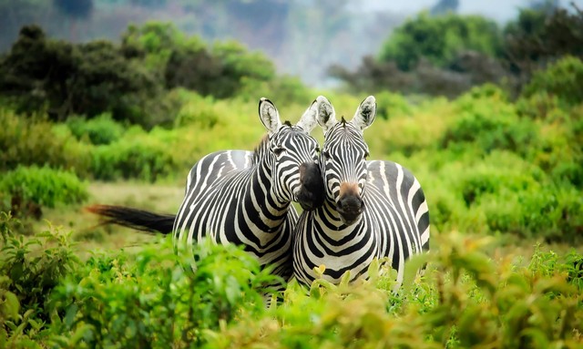 Ilustrasi Pemandangan Wisata di Afrika. Sumber: Pexels.com/Pixabay