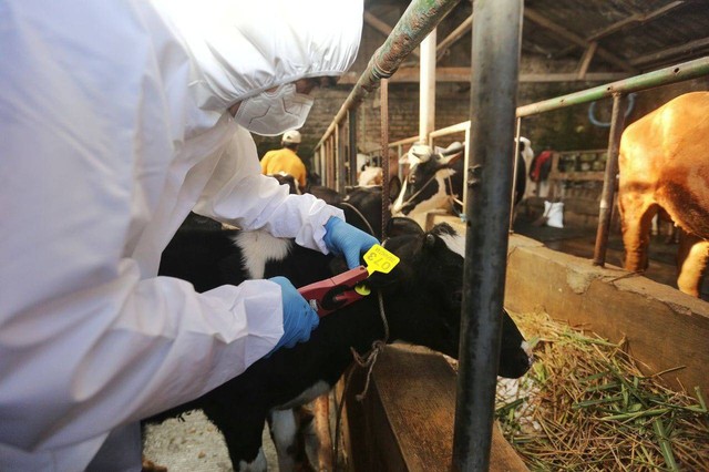 Petugas dari Dinas Ketahanan Pangan dan Peternakan Kota Bandung, menandai hewan ternak yang sudah divaksinasi. Foto: Humas Pemkot Bandung