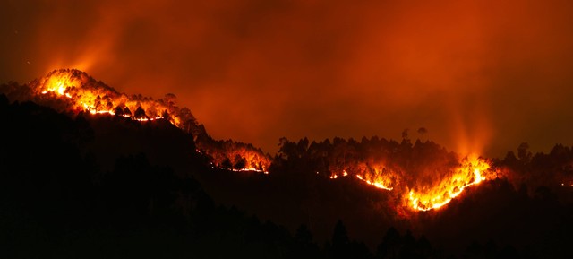 Ilustrasi kebakaran hutan. Sumber: Pexels